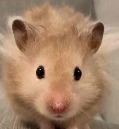 こころみたすペット思い出セレモニーにて葬儀したペットちゃん | 炭治郎くん