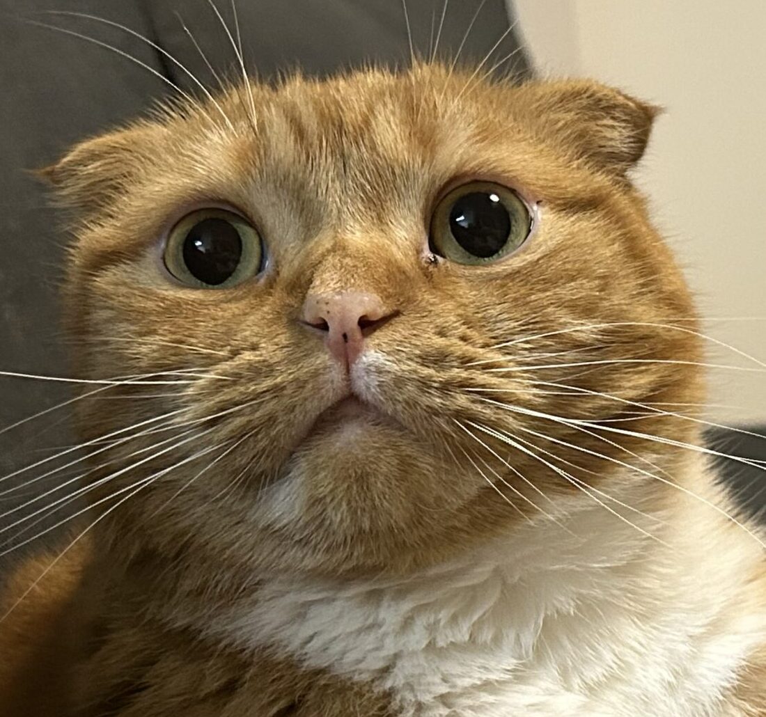 こころみたすペット思い出セレモニーにて葬儀したペットちゃん | にこくん