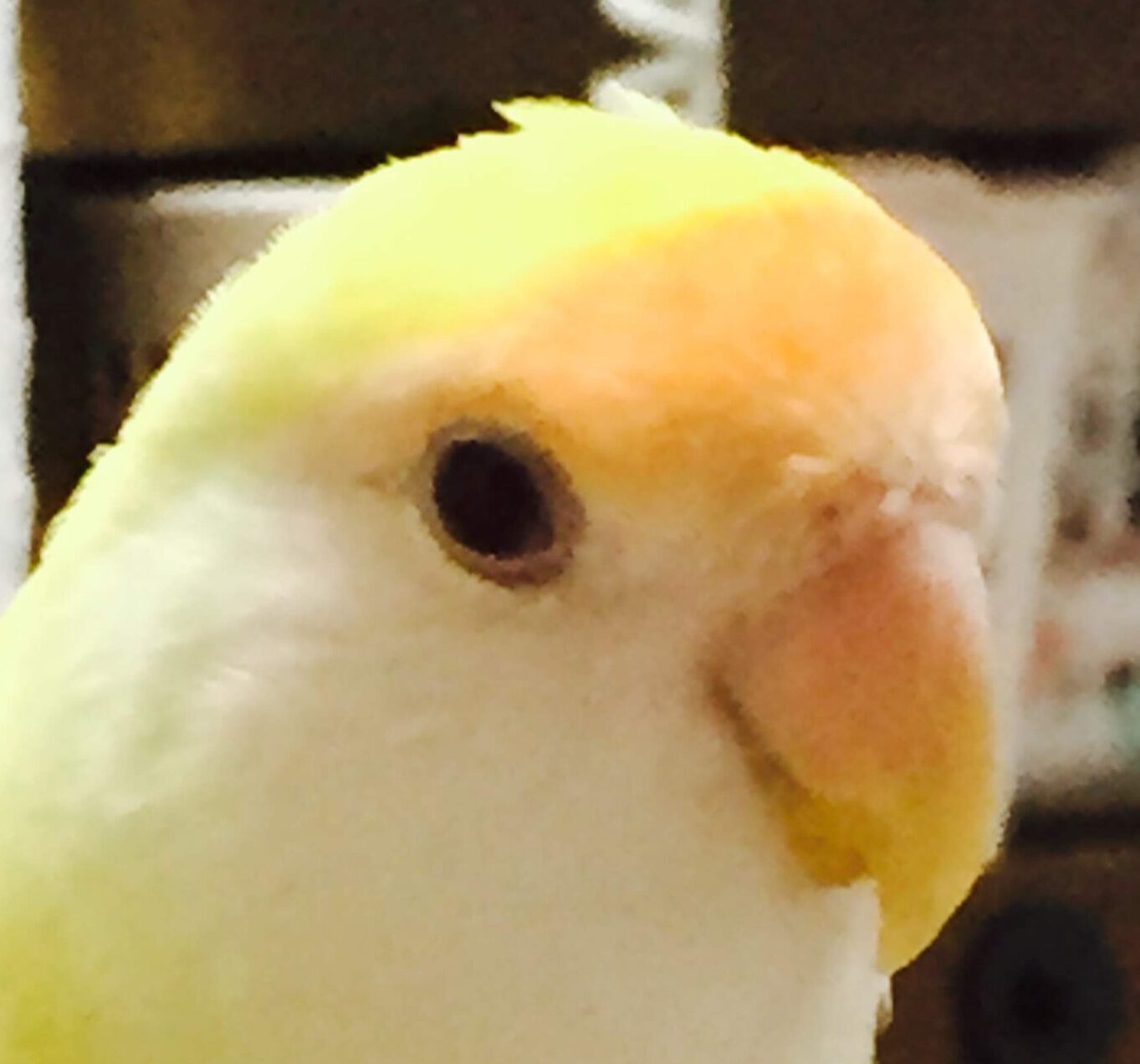 こころみたすペット思い出セレモニーにて葬儀したペットちゃん | キキちゃん