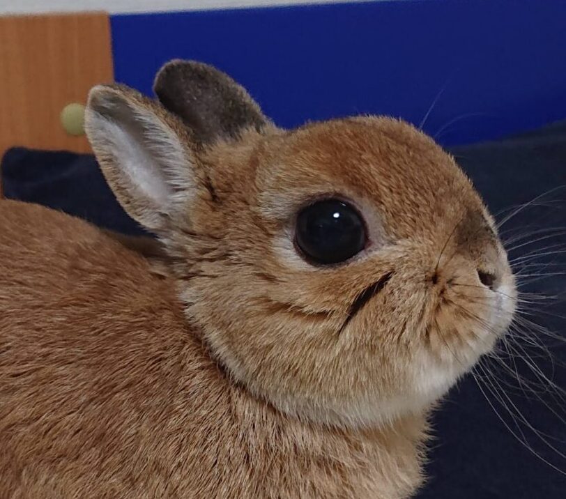 こころみたすペット思い出セレモニーにて葬儀したペットちゃん | らんたくん