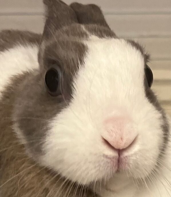 こころみたすペット思い出セレモニーにて葬儀したペットちゃん | きなこちゃん