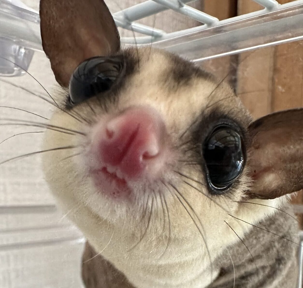 きくらげちゃん