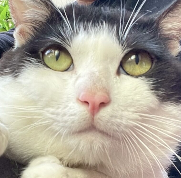 ふうたくん | こころみたす ペット思い出セレモニー