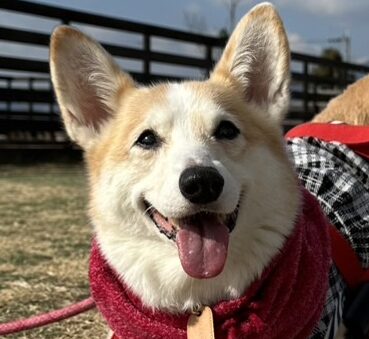 こころみたすペット思い出セレモニーにて葬儀したペットちゃん | まりんちゃん