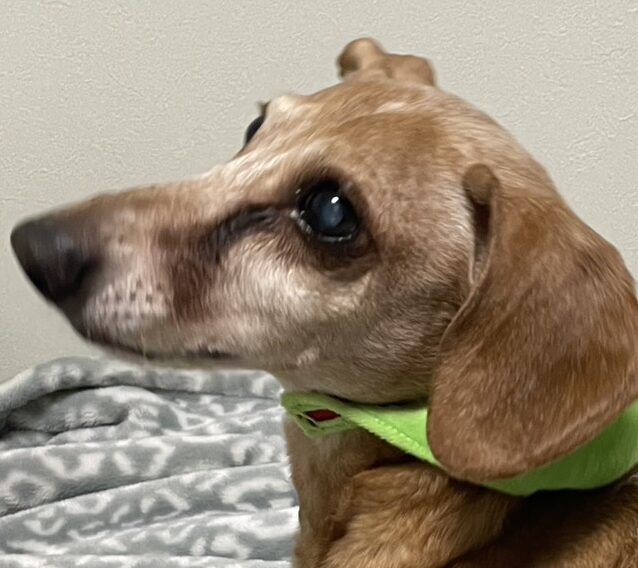 ピースくん | こころみたす ペット思い出セレモニー