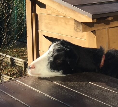 こころみたすペット思い出セレモニーにて葬儀したペットちゃん | さくらちゃん