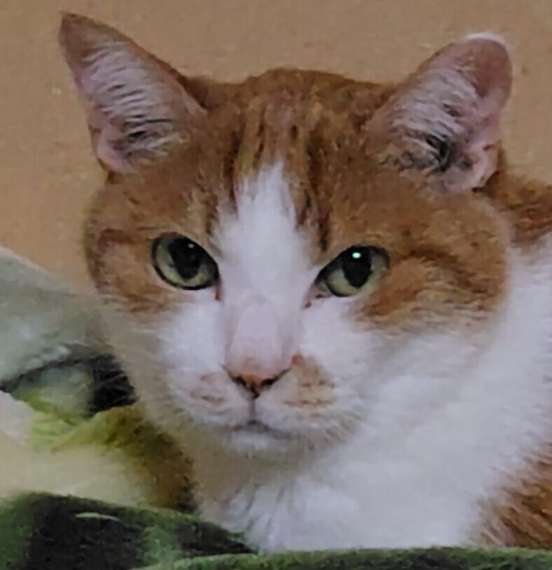 陸くん | こころみたす ペット思い出セレモニー