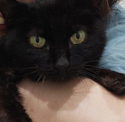 こころみたすペット思い出セレモニーにて葬儀したペットちゃん | ヤマトくん