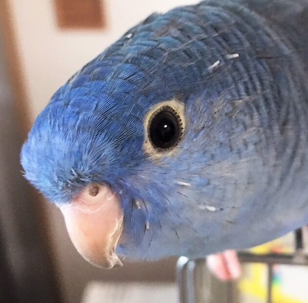 こころみたすペット思い出セレモニーにて葬儀したペットちゃん | ココくん