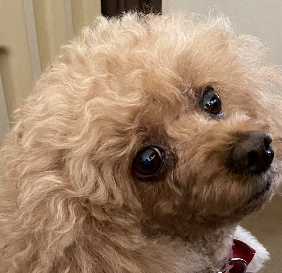 こころみたすペット思い出セレモニーにて葬儀したペットちゃん | ココちゃん