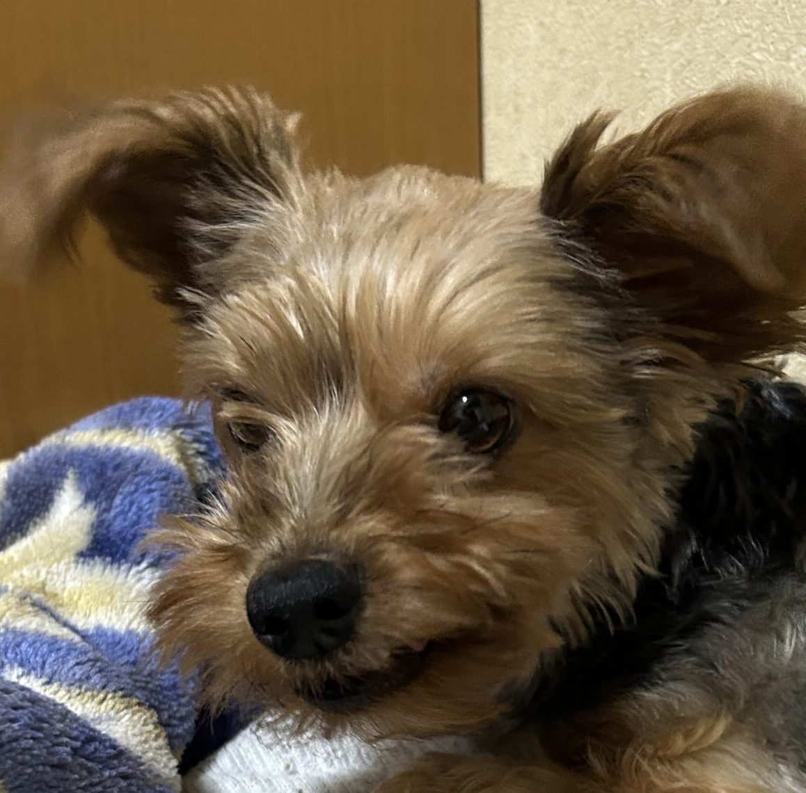 紅葉ちゃん | こころみたす ペット思い出セレモニー