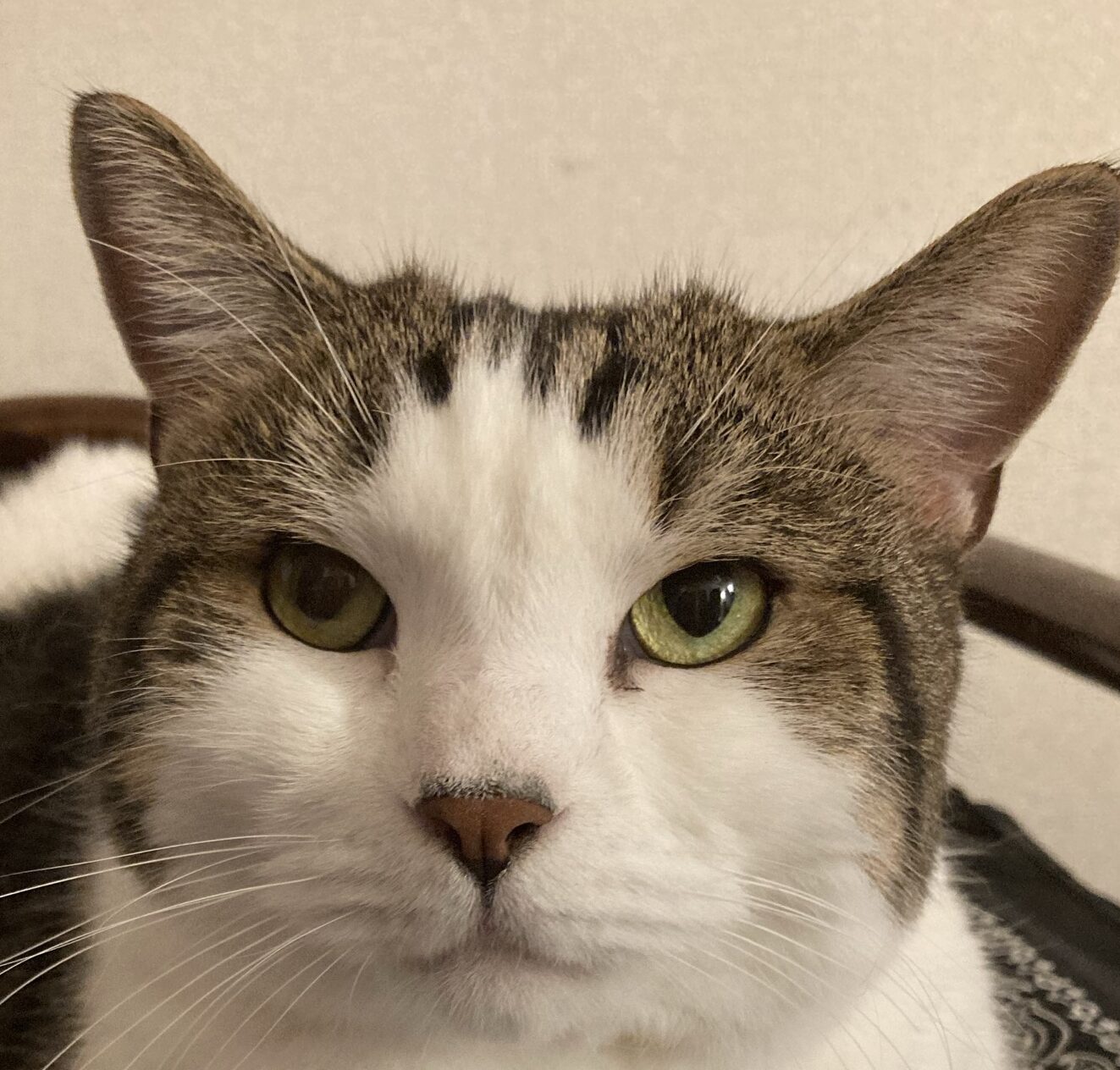 こころみたすペット思い出セレモニーにて葬儀したペットちゃん | はるくん