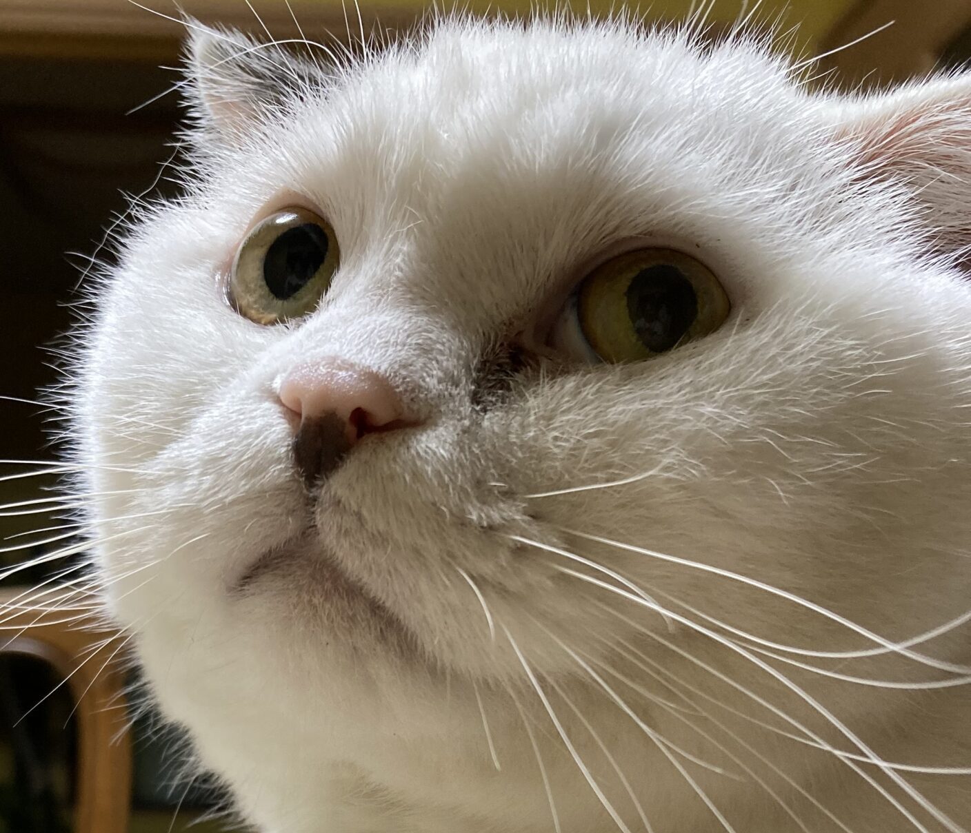 こころみたすペット思い出セレモニーにて葬儀したペットちゃん | 小町くん