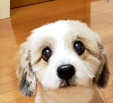 こころみたすペット思い出セレモニーにて葬儀したペットちゃん | カブくん