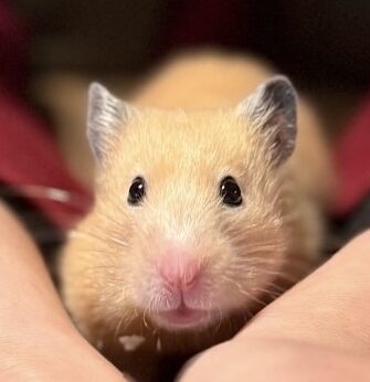 こころみたすペット思い出セレモニーにて葬儀したペットちゃん | もーちゃん