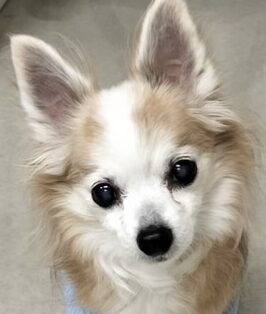 こころみたすペット思い出セレモニーにて葬儀したペットちゃん | ロビンくん