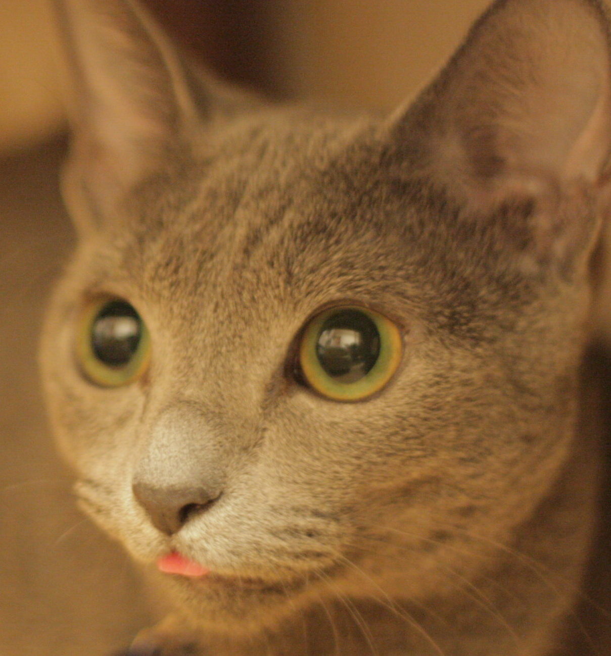 花ちゃん | こころみたす ペット思い出セレモニー