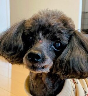 こころみたすペット思い出セレモニーにて葬儀したペットちゃん | Lilyちゃん