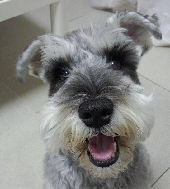 こじろうくん | こころみたす ペット思い出セレモニー