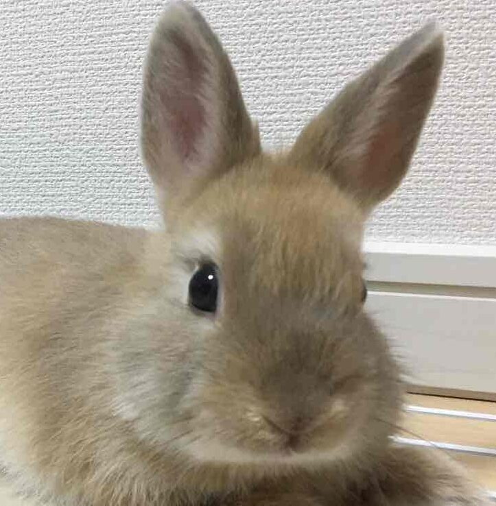 こころみたすペット思い出セレモニーにて葬儀したペットちゃん | チャドくん