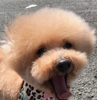 こころみたすペット思い出セレモニーにて葬儀したペットちゃん | チャロくん