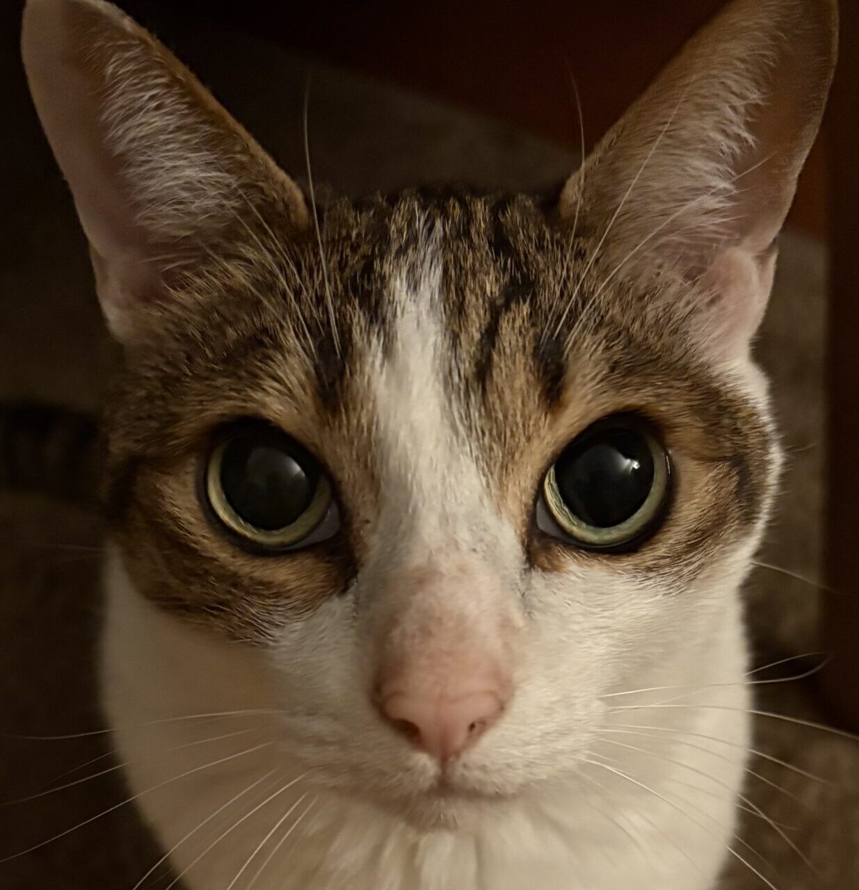 こころみたすペット思い出セレモニーにて葬儀したペットちゃん | アメくん