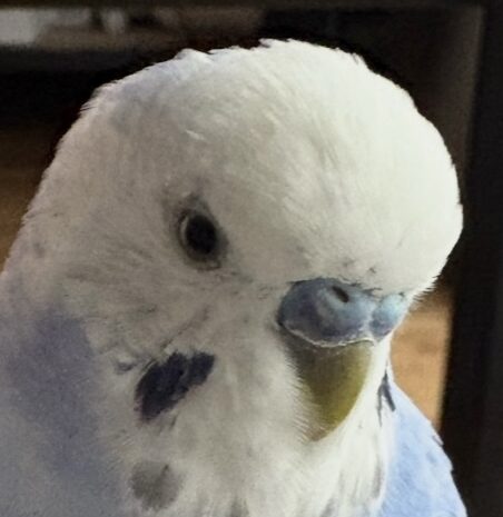 こころみたすペット思い出セレモニーにて葬儀したペットちゃん | めあちゃん