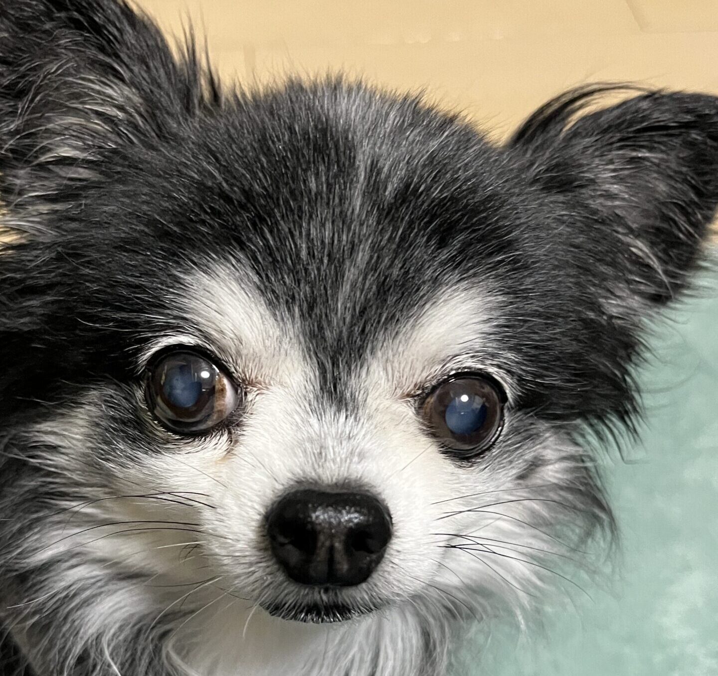 こころみたすペット思い出セレモニーにて葬儀したペットちゃん | ダンテくん