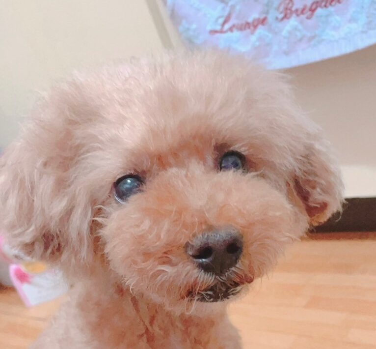 こころみたすペット思い出セレモニーにて葬儀したペットちゃん | エルくん