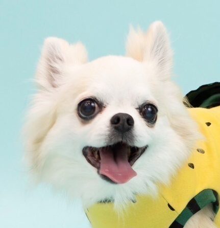 こころみたすペット思い出セレモニーにて葬儀したペットちゃん | ココアちゃん