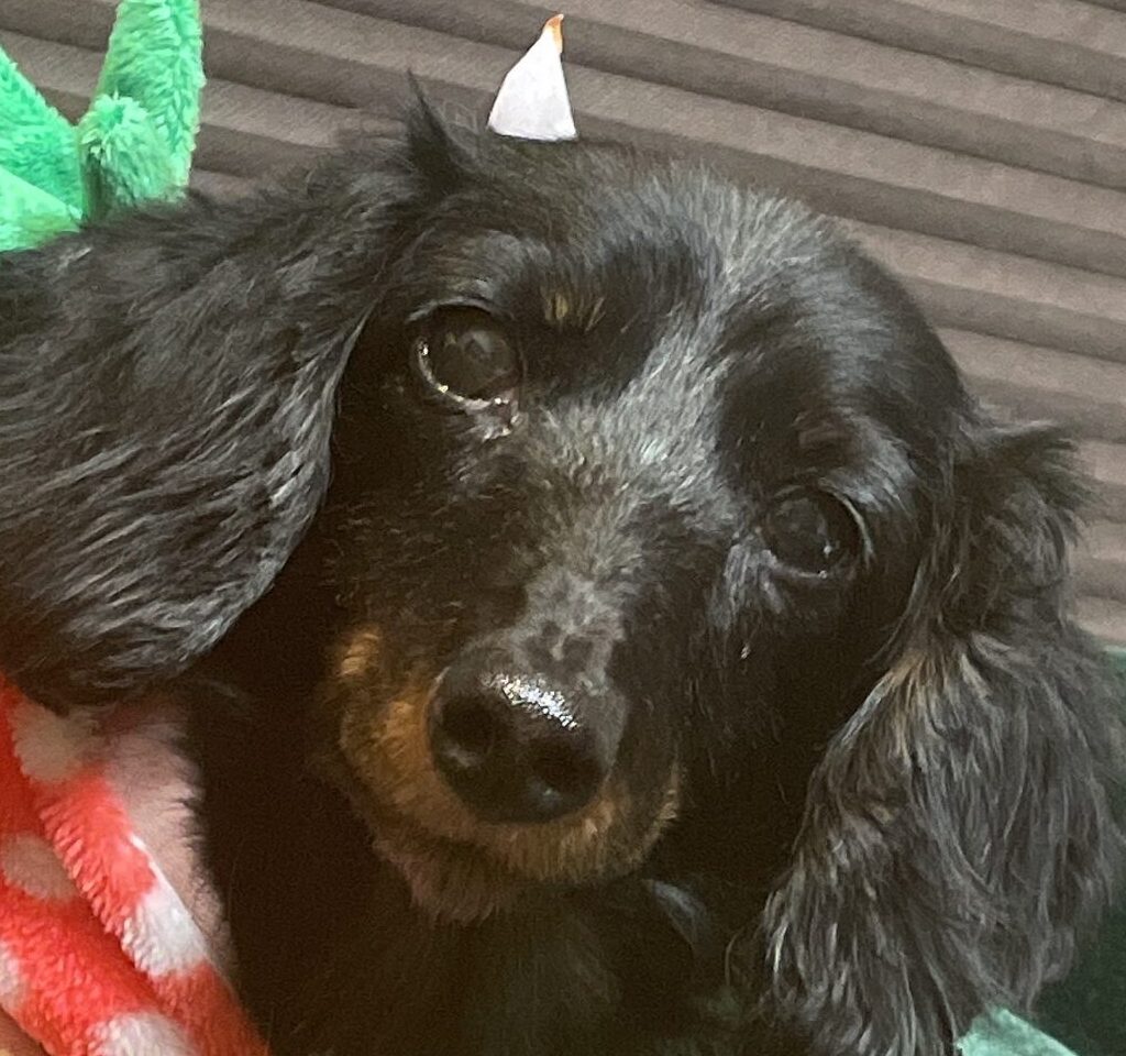 マロンちゃん | こころみたす ペット思い出セレモニー