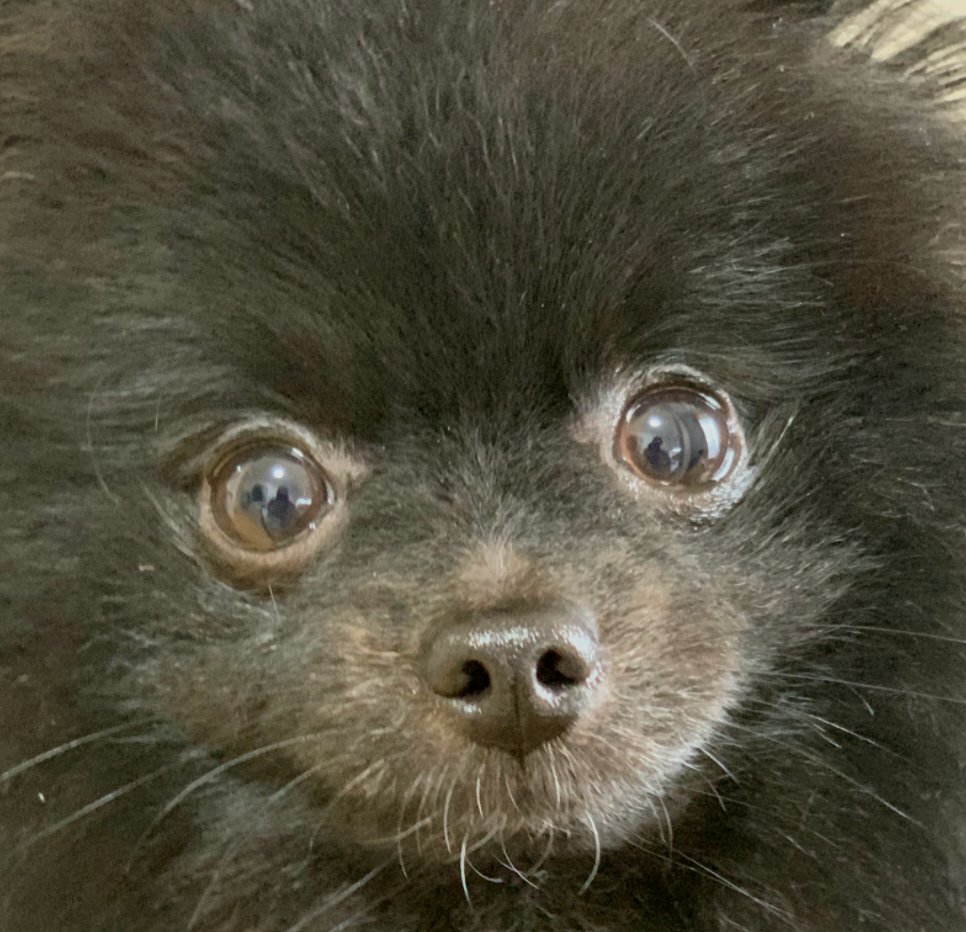 こころみたすペット思い出セレモニーにて葬儀したペットちゃん | てぃみーくん