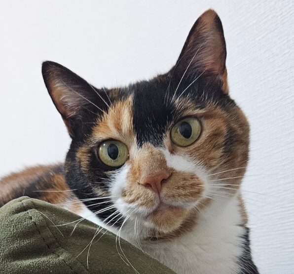 ももちゃん | こころみたす ペット思い出セレモニー