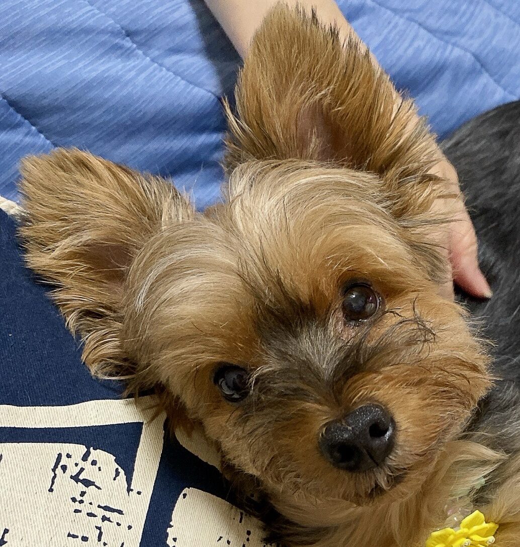 れもんちゃん | こころみたす ペット思い出セレモニー