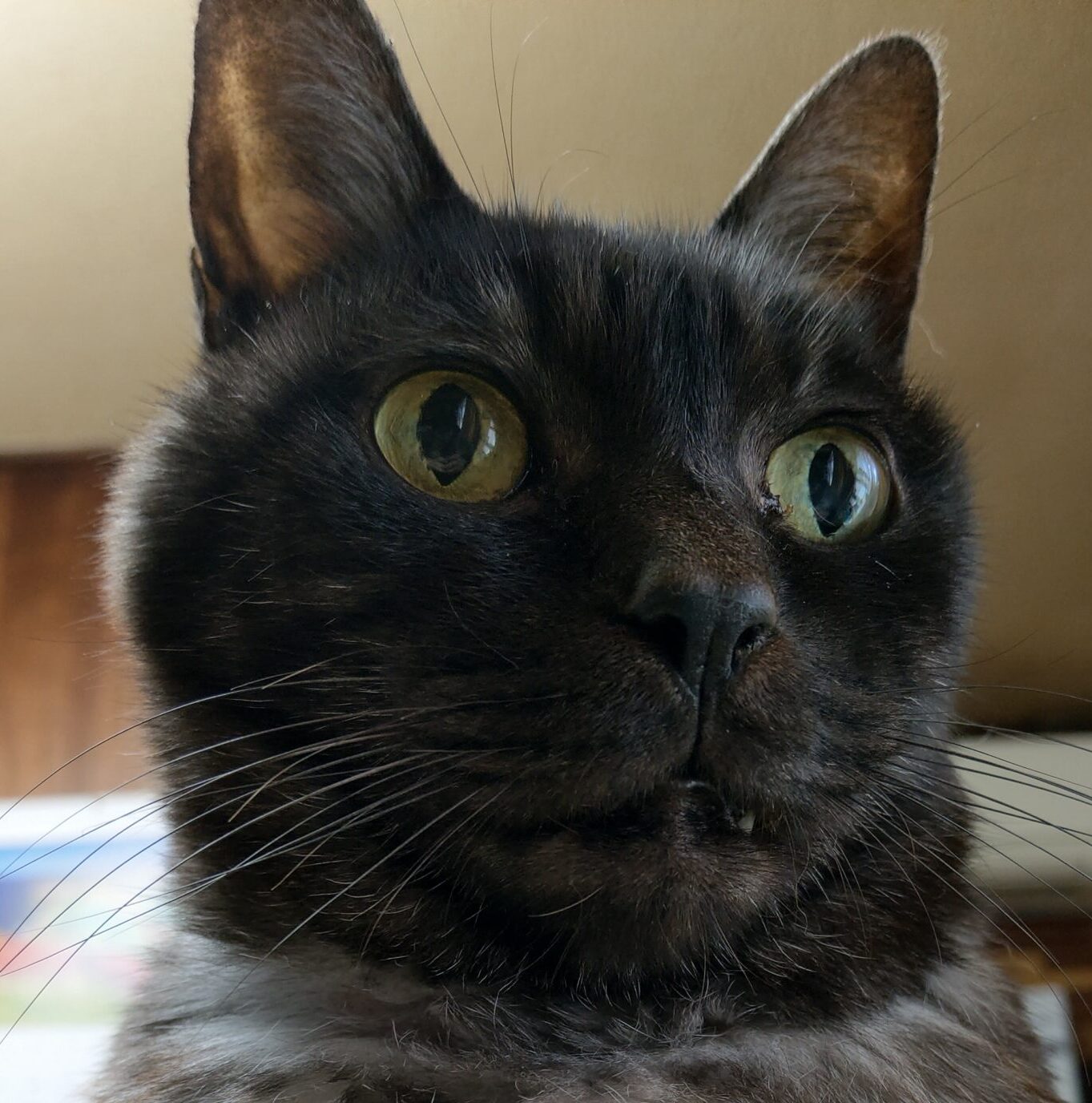 トトくん | こころみたす ペット思い出セレモニー