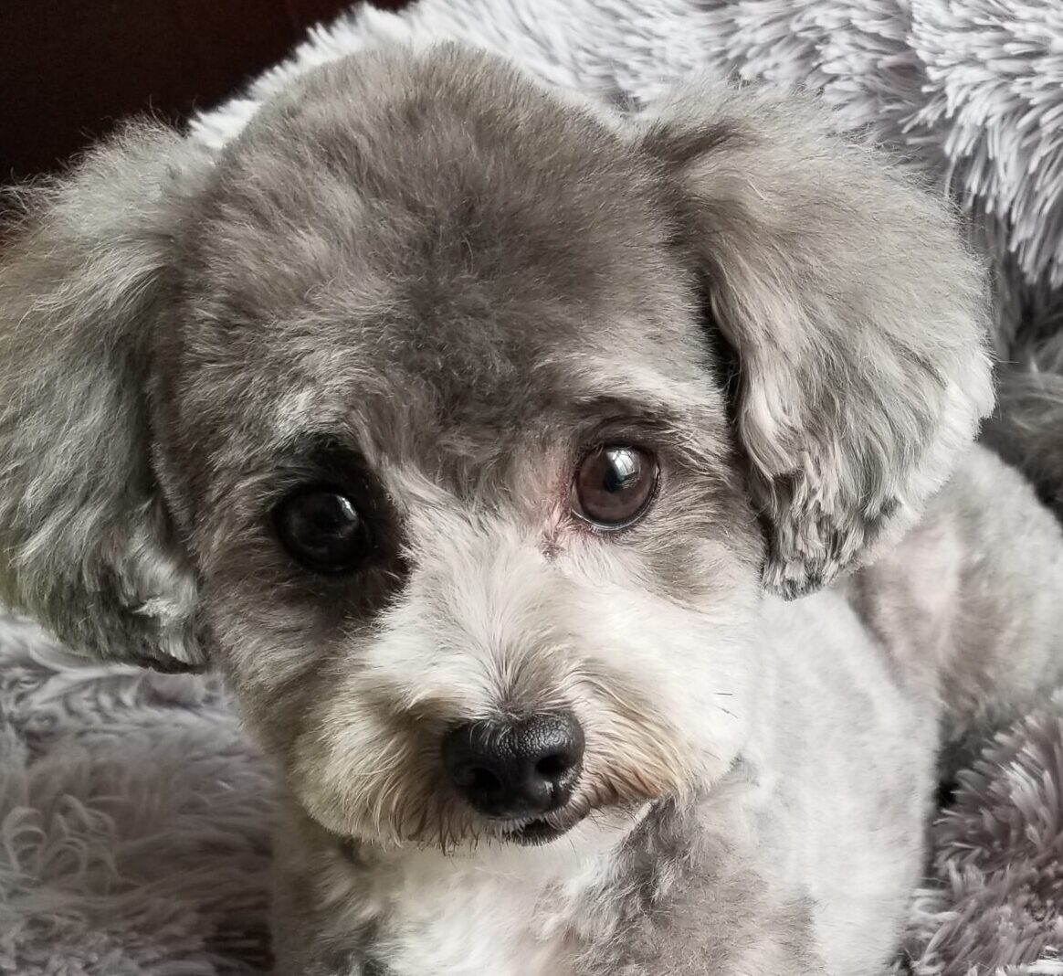 マハロくん | こころみたす ペット思い出セレモニー