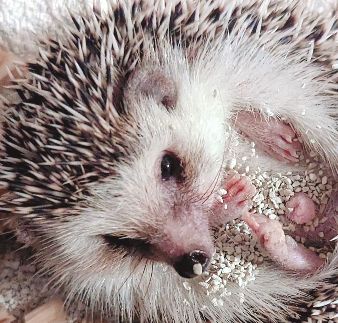 こころみたすペット思い出セレモニーにて葬儀したペットちゃん | たんぽぽくん