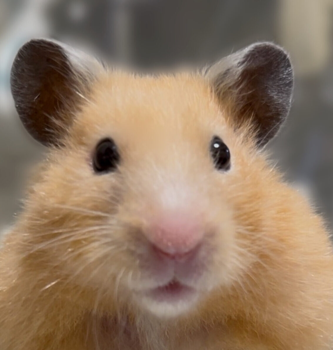 さくらちゃん | こころみたす ペット思い出セレモニー