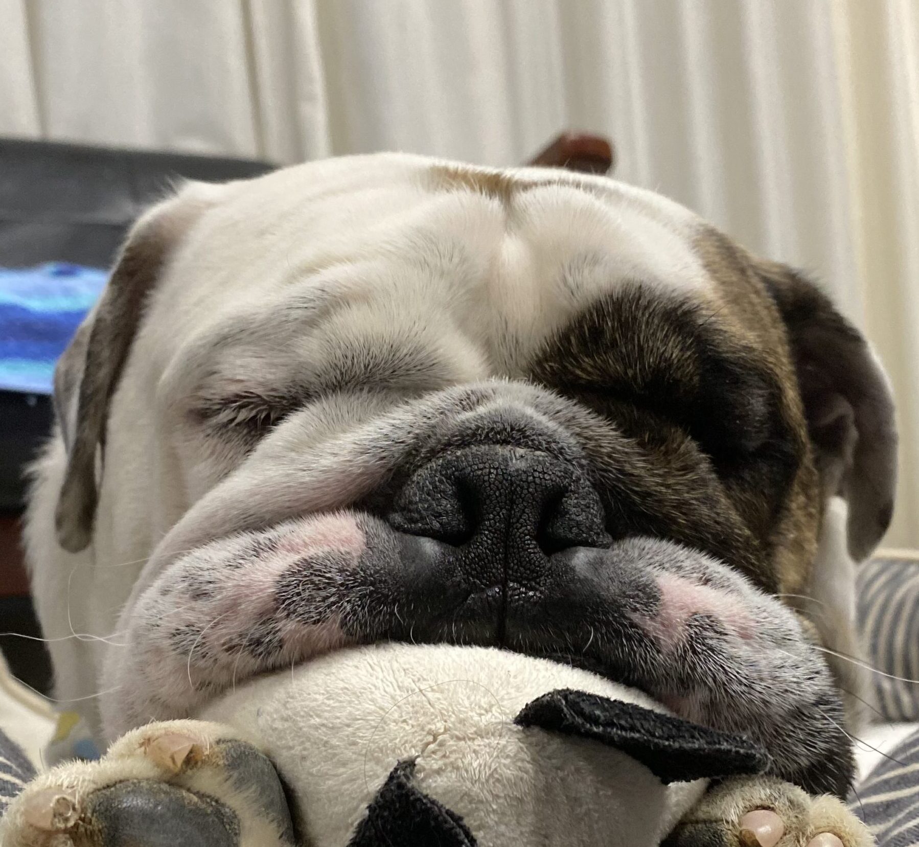 こころみたすペット思い出セレモニーにて葬儀したペットちゃん | ナイルくん