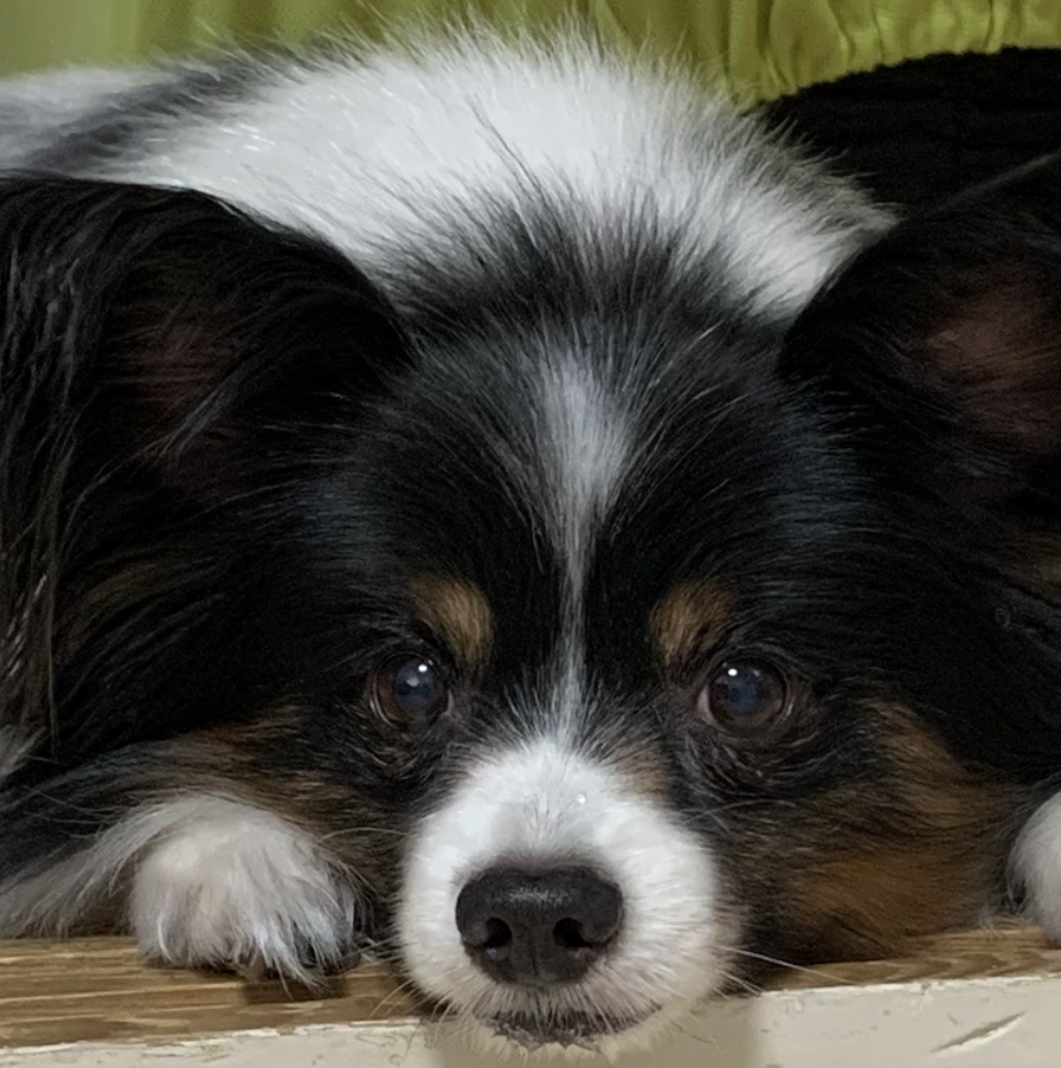 マーブルくん | こころみたす ペット思い出セレモニー