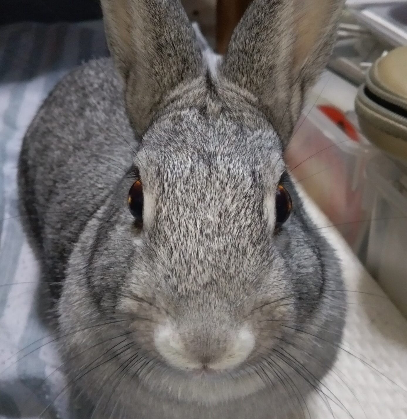 こころみたすペット思い出セレモニーにて葬儀したペットちゃん | チョッピちゃん