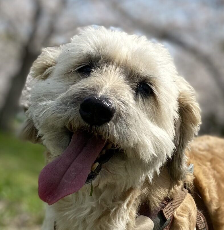 こころみたすペット思い出セレモニーにて葬儀したペットちゃん | よもぎちゃん