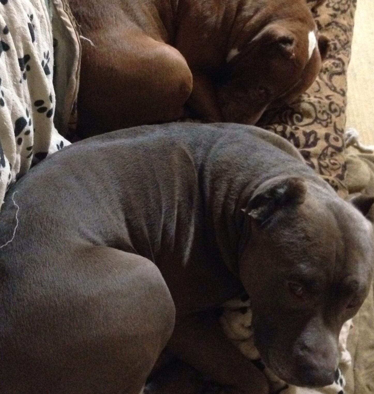 こころみたすペット思い出セレモニーにて葬儀したペットちゃん | ボスくん