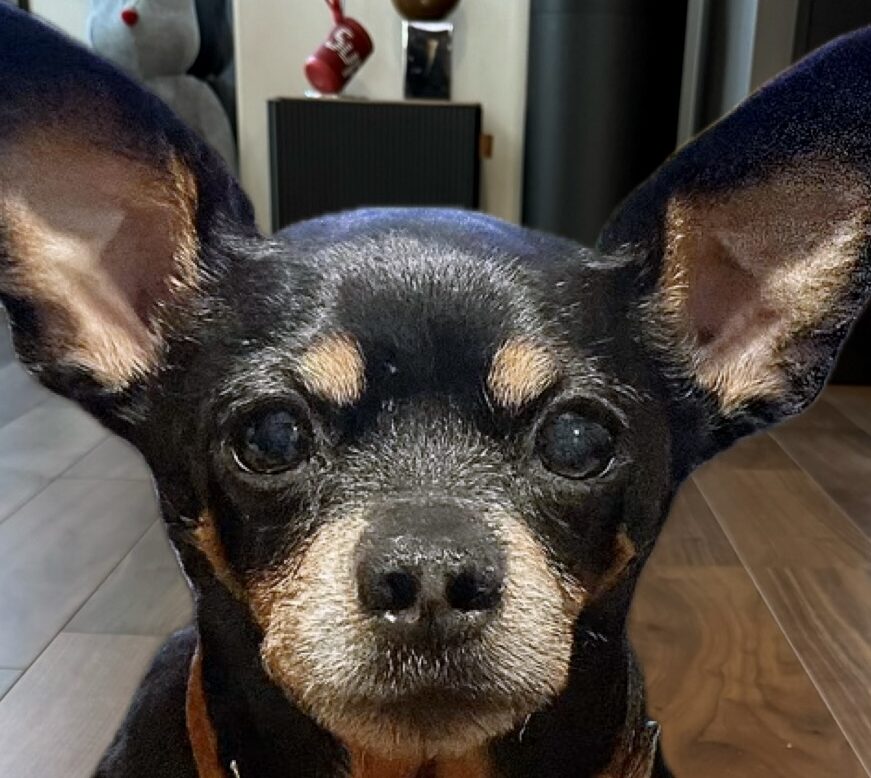 こころみたすペット思い出セレモニーにて葬儀したペットちゃん | セブンちゃん