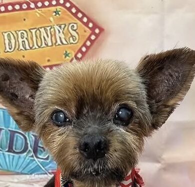 こころみたすペット思い出セレモニーにて葬儀したペットちゃん | わんくん