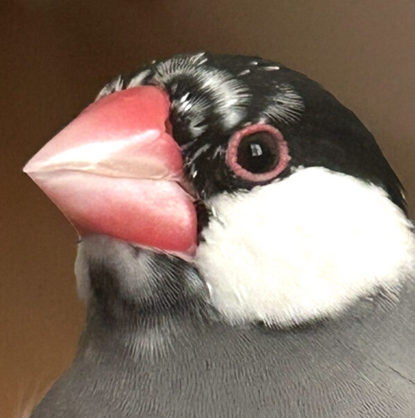 こころみたすペット思い出セレモニーにて葬儀したペットちゃん | 風ちゃん