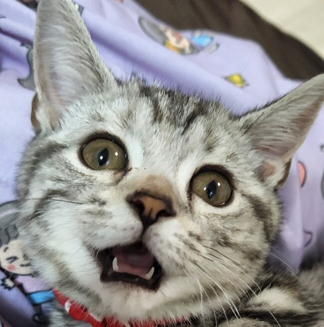 こころみたすペット思い出セレモニーにて葬儀したペットちゃん | ディッシュちゃん