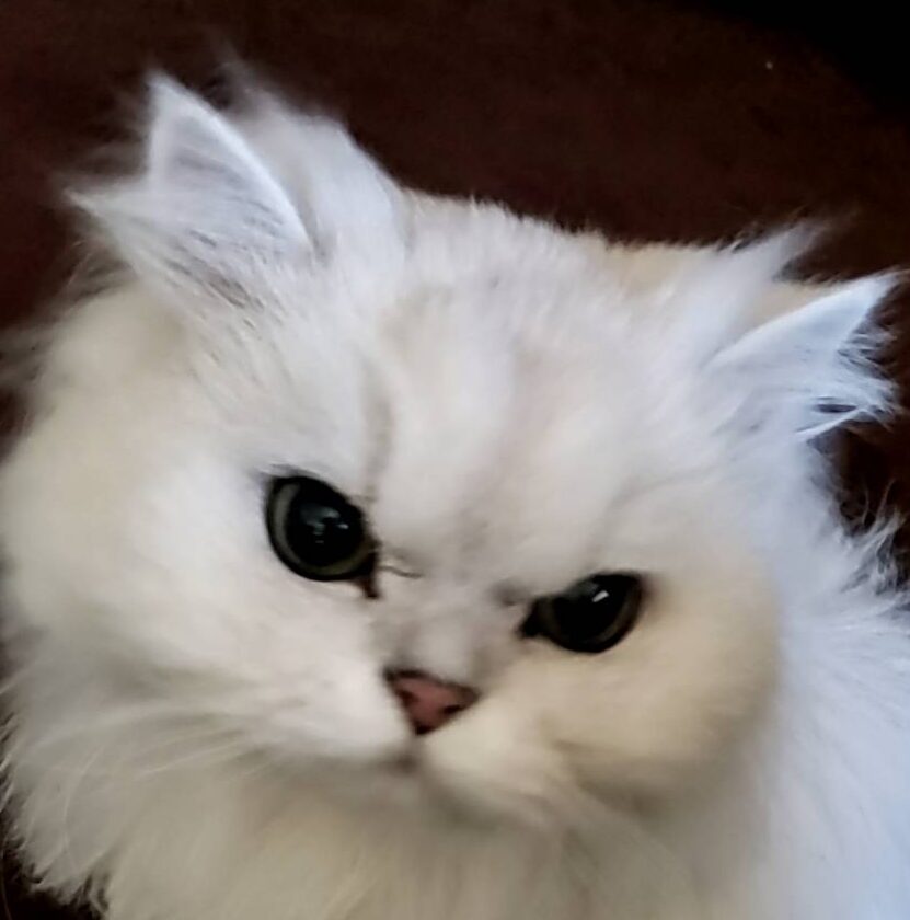 こころみたすペット思い出セレモニーにて葬儀したペットちゃん | スワロくん