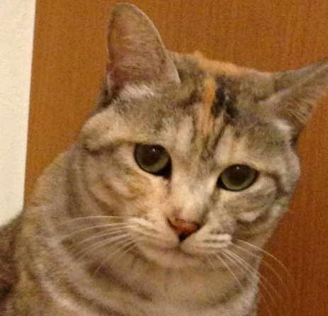 こころみたすペット思い出セレモニーにて葬儀したペットちゃん | サビちゃん