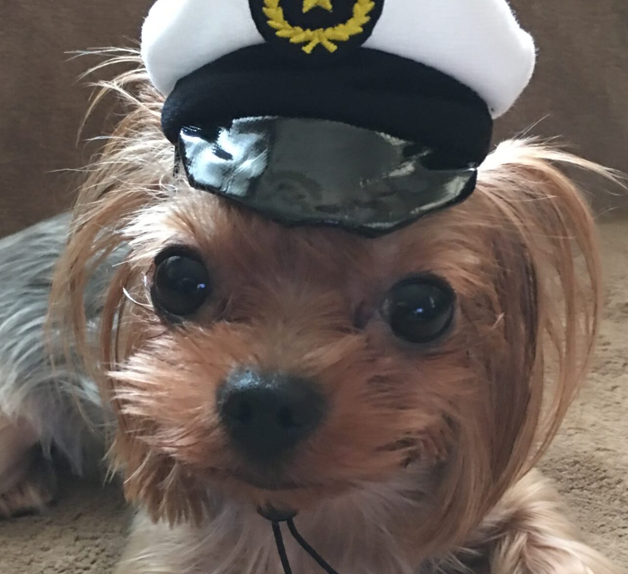 こころみたすペット思い出セレモニーにて葬儀したペットちゃん | 雲居ちゃん